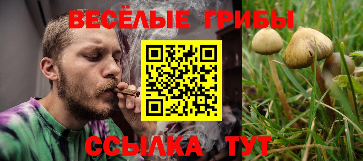 Псилоцибиновые грибы Cubensis Щёкино